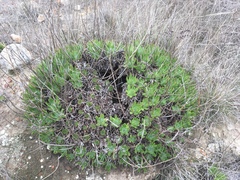Dudleya virens virens