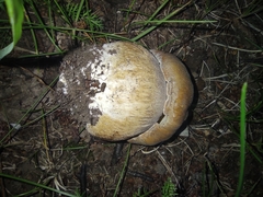 Boletus betulicola