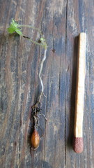 Oxalis imbricata