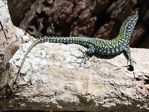 Lézard des murailles