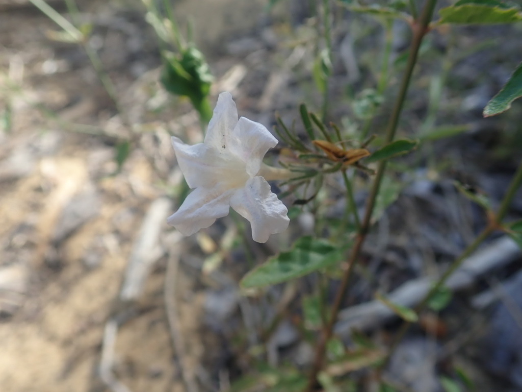 Ruellia pauciovulata