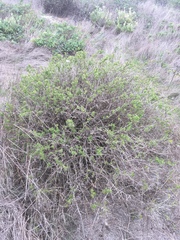 Galium catalinense acrispum