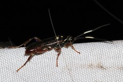 Cratichneumon subfilatus