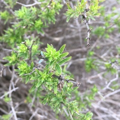 Galium catalinense acrispum