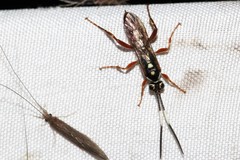 Cratichneumon subfilatus
