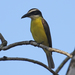Boat-billed Flycatcher - Photo (c) Robin Gwen Agarwal, some rights reserved (CC BY-NC), uploaded by Robin Gwen Agarwal