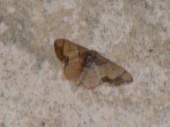 Idaea kendallaria