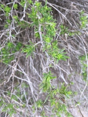 Galium catalinense acrispum