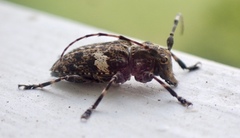 Aegomorphus quadrigibbus