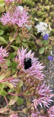 Bombus