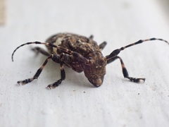 Aegomorphus quadrigibbus