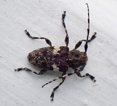 Aegomorphus quadrigibbus