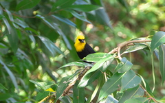 Chrysomus icterocephalus
