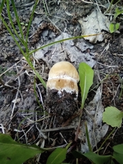 Boletus betulicola