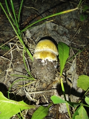 Boletus betulicola
