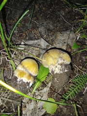 Boletus betulicola