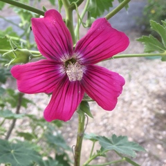 Malva assurgentiflora glabra
