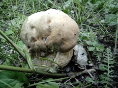 Boletus betulicola