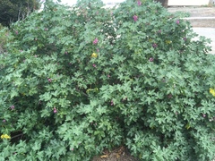 Malva assurgentiflora glabra