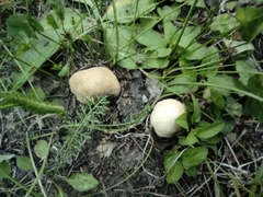 Boletus betulicola