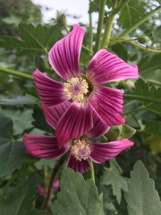 Malva assurgentiflora glabra