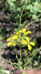Erysimum canescens