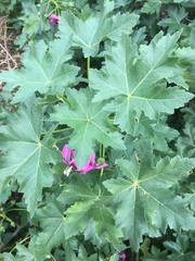 Malva assurgentiflora glabra
