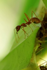 Oecophylla smaragdina