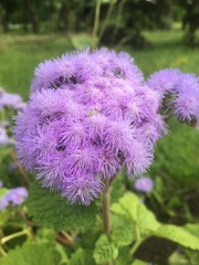 Ageratum houstonianum