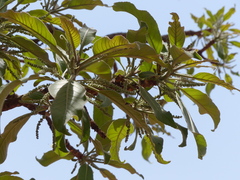 Terminalia mollis