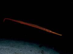 Dunckerocampus pessuliferus