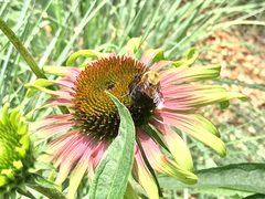 Bombus griseocollis