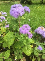 Ageratum houstonianum