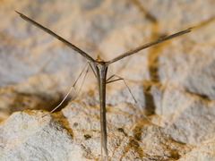 Hellinsia longifrons