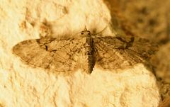Eupithecia bolterii