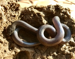 Atractaspis bibronii