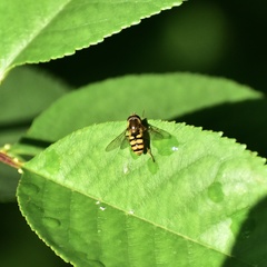 Eupeodes latifasciatus