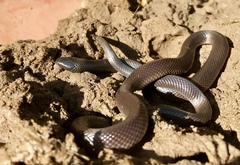 Atractaspis bibronii