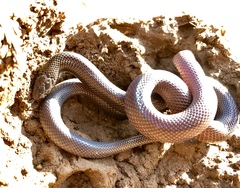 Atractaspis bibronii