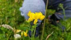 Lotus corniculatus