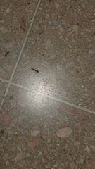 Formicidae
