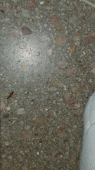 Formicidae