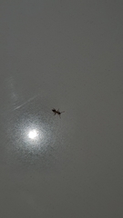 Formicidae