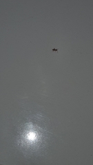 Formicidae