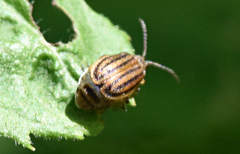 Ophraella conferta