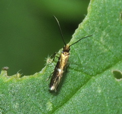 Micropterix
