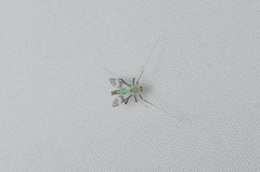 Stenochironomus hilaris