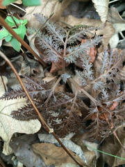 Sceptridium dissectum dissectum