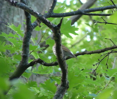 Hylocichla mustelina