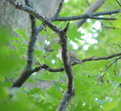 Hylocichla mustelina